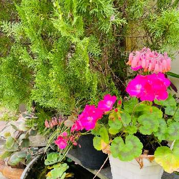 植物からパワー❣️の画像 by bu--bu--chanさん | アプローチとゼラニウムと植物からパワー❣️とありがとう♡と有難う御座居ますと4月と癒しとokinawaと沖縄とオキナワと感謝と楽しもうと2022とピンクと花のある暮らしとおきなわ