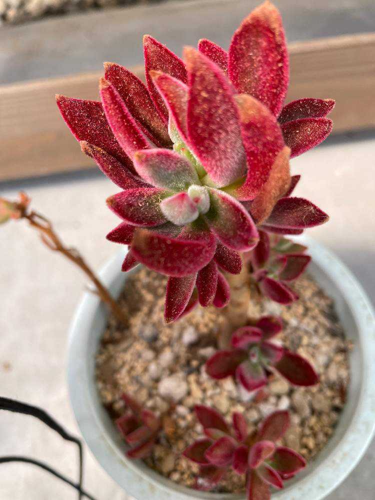 Amazon.co.jp: ハムシー 7.5cmポット 多肉植物 エケベリア 福岡