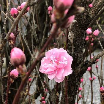 桃の花☆の画像 by グリーンスムージーさん | 乙女ピンクといつもありがとう❣️とピンクの花と桃の花☆とピンクワールドへ ようこそ