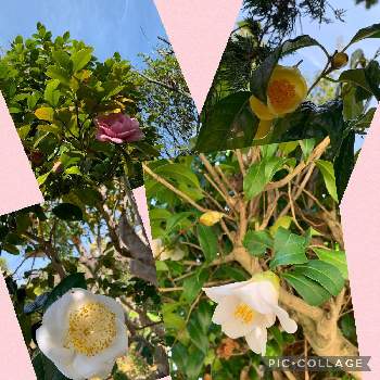 ツバキの花の画像 by よちよちさん | お出かけ先と実家の花とツバキの花と実家の庭にてといろんな椿