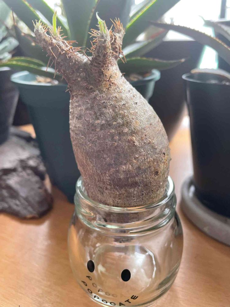 パキポディウム グラキリス 現地球 発根管理中（パキポディウム  