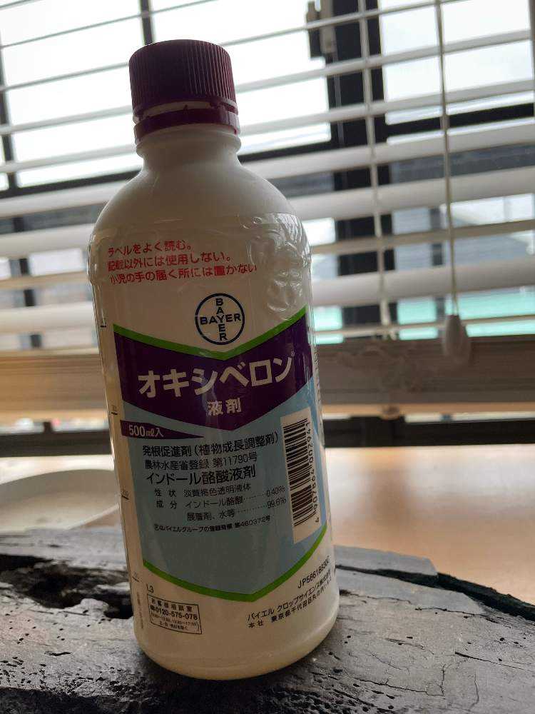 グラキリスの発根管理チャレンジ｜🍀GreenSnap（グリーンスナップ）