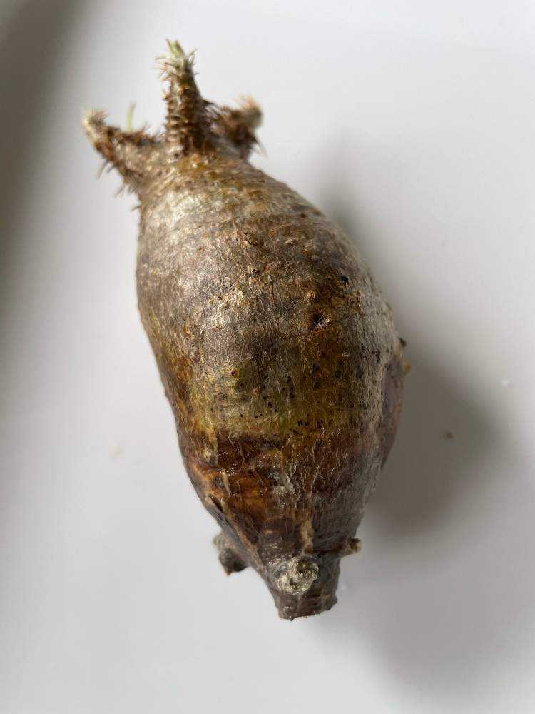 グラキリスの発根管理チャレンジ｜🍀GreenSnap（グリーンスナップ）