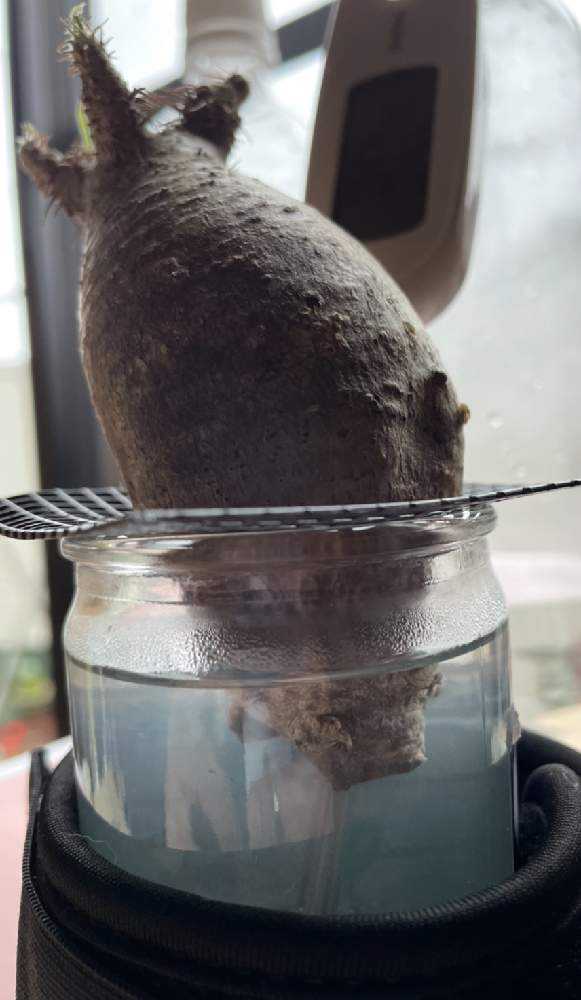 グラキリスの発根管理チャレンジ｜🍀GreenSnap（グリーンスナップ）