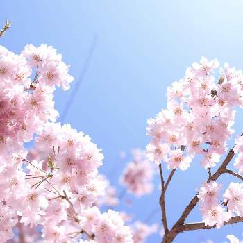 枝垂れ桜♡の画像 by 花は癒しさん | お出かけ先と枝垂れ桜♡と花と緑のある暮らしと春だね♡と 桜の花と癒しと桜フォトコン2022と大好きなお花と好きな季節と可愛いと花のある暮らしとお花好き