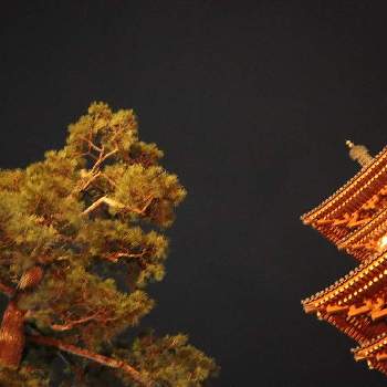 松の木の画像 by のんのんさん | お出かけ先と松の木と薬師寺　西塔