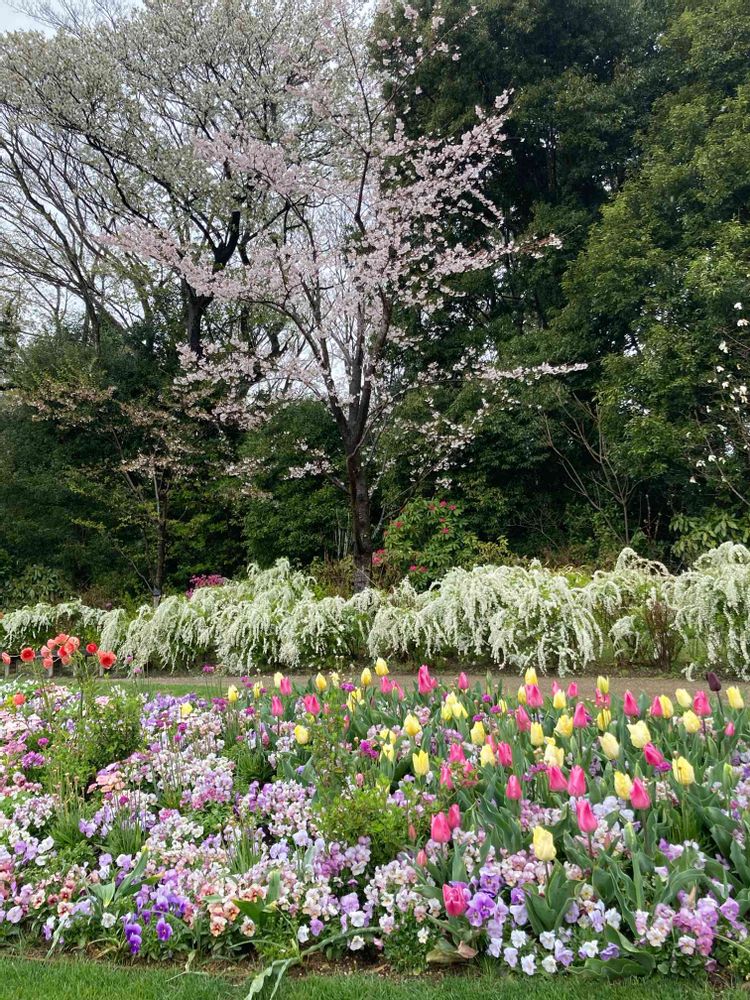 こみみさんの里山ガーデン（大花壇）への投稿