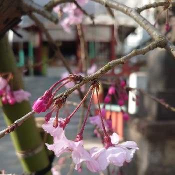 大好きな木の画像 by mamiさん | お出かけ先と多摩川浅間神社と好きな色と緑がいっぱいと境内と神社境内と深呼吸と鉢植えと花いろいろと御朱印と可愛いと大好きな木と植え込みと神聖