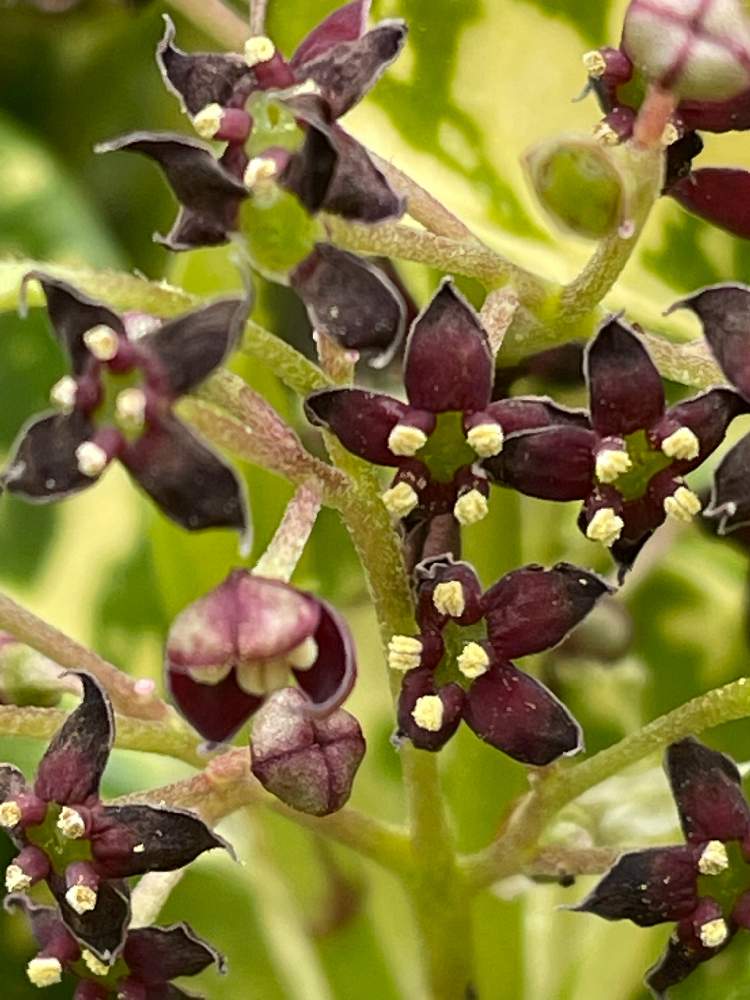 アオキの 雄花 と 雌花 が咲き始める 雌雄異株 Greensnap グリーンスナップ