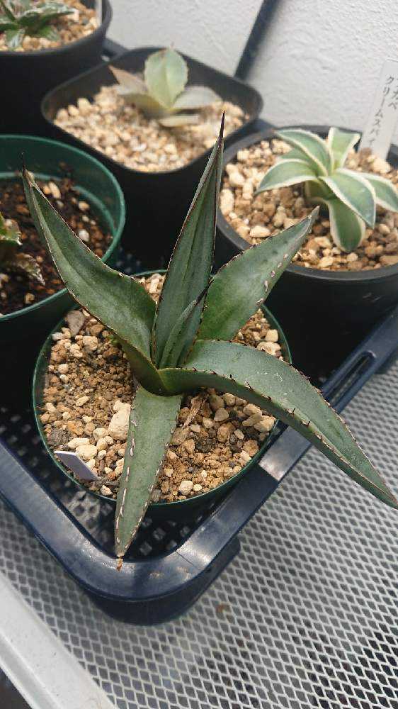 Agave nigra 'Shark Skin' アガベ ニグラ 'シャークスキン'｜🍀GreenSnap（グリーンスナップ）