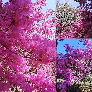 美しい景色の画像 by ゆんさん | お出かけ先とミツバツツジとピンクの花と別府公園と２０２０年５月同期と美しい景色と花のある暮らし