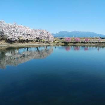 陽光桜の画像 by なっちさん | お出かけ先とソメイヨシノと陽光桜と桜フォトコン2022