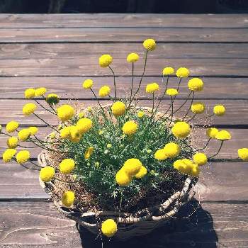 花ほたる の投稿画像一覧 Greensnap グリーンスナップ