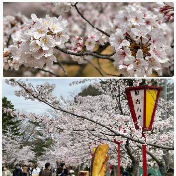 桜のある風景の画像 by ゆかりんさん | いつもありがとう♡と咲いてくれてありがとう❤とさくら 桜 サクラと桜の花♡と誕生日と加古川日岡山公園とお花見と桜のある風景