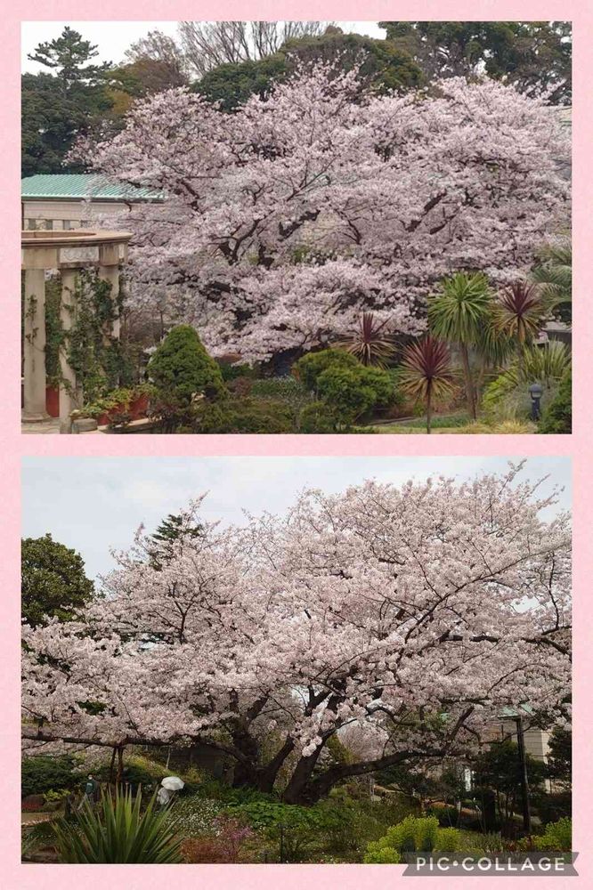 トリトンさんの港の見える丘公園への投稿