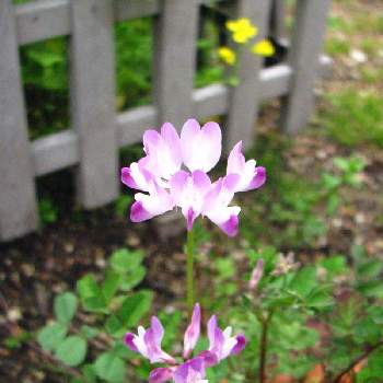 れんげの花の投稿画像一覧 Greensnap グリーンスナップ