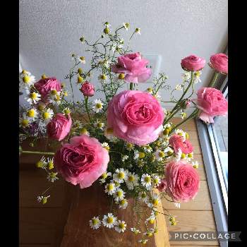 カモミールの花の画像 by tomokoさん | 手作りと今日の１枚と今日の花と花いろいろとカモミールの花と君も花が好きなのかと綺麗✨