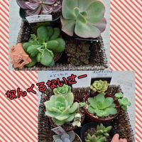 見返り美人,みどり牡丹,ゴルビュー,オルビキュラリス,ルドリップの画像