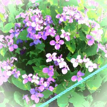 アブラナ科オオアラセイトウ属の投稿画像一覧 Greensnap グリーンスナップ