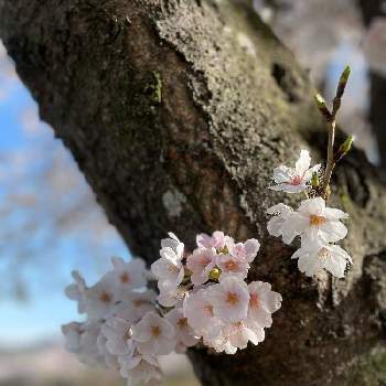 幸運を呼ぶの画像 by dokachinさん | お出かけ先と幸運を呼ぶと植物のある暮らしと春の気配と幸運と春よ来い、早く来いと春よこいと健康とさくら 桜 サクラと健康第一☘️と花いろいろと花好きと花のある暮らしとお花のある生活とみんなが健康に〜〜♡とお花好きとさくらと花が好き