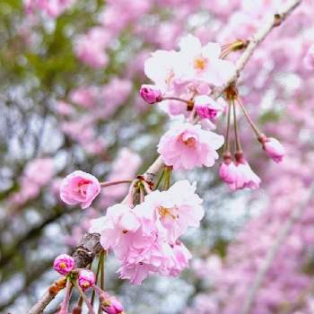 ∞あまりにも好きすぎて∞の画像 by ⭐CB1⭐ #GSアダルトチームさん | お出かけ先と枝垂れ桜としだれ桜とWe summer apple ! 【上様天晴！】と兎に角ゴイス❗と虹の向こうは晴れなのかしら・・・と植物と言えば・・・と∞あまりにも好きすぎて∞と☆てるてるお天気〜☆とGS映えと桜フォトコン2022とその後・・・と⭐ cheers⭐とbreakfast, lunch, teatime and supperと縁起善き哉〜☆と魔除け用とgreen & tea timeと花のある暮らしとGSアダルトチームとxxx too much love xxxとGSアダルト チーム