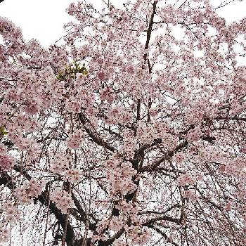 垂れ桜の画像 by *mi*さん | お出かけ先と垂れ桜