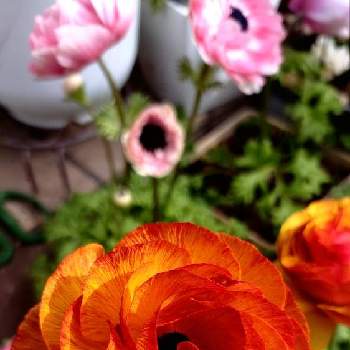 渋いの画像 by ウーゲデールさん | 玄関と春のお花と渋いと心落ち着くとオレンジの花と美しいと❇︎ラナンキュラス