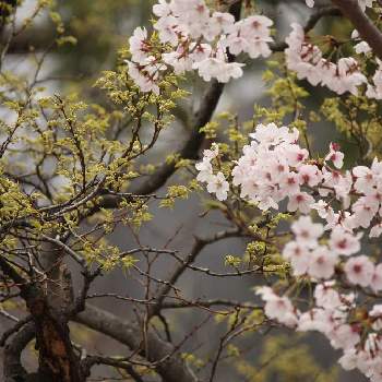 木の芽の画像 by いかみみさん | お出かけ先とソメイヨシノとケヤキと夙川公園とピンクの花と木の芽と木に咲く花とお花見