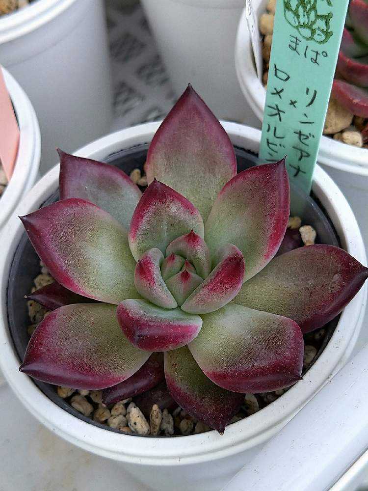 まぱさん苗 リンゼアナ✖ロメオルビン｜🍀GreenSnap（グリーンスナップ）