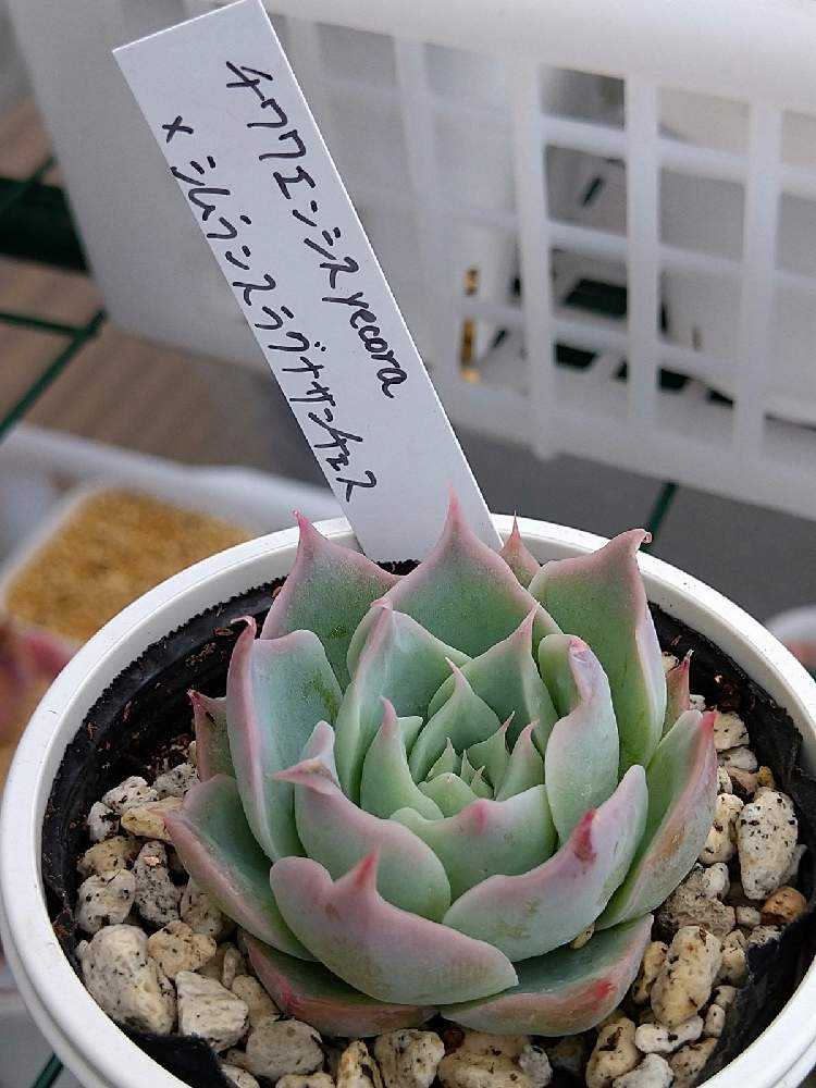 札付き❤️シムランスLS✕チワワエンシス✨ 札付き❤️シムランスLS✕チワワエンシス✨ 昨年お迎えの実生家