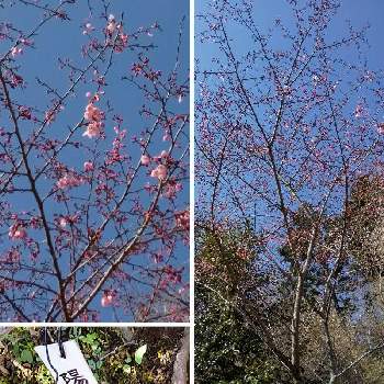陽光桜の画像 by ボル月さん | お出かけ先と陽光桜とさくら 桜 サクラと<加工アプリ>