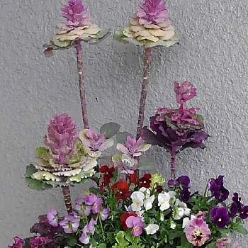 スイート  アリッサムの画像 by まさちゃんさん | 小さな庭とスイート  アリッサムとパンジー・ビオラと葉牡丹と花のある暮らしとかわいらしいお花