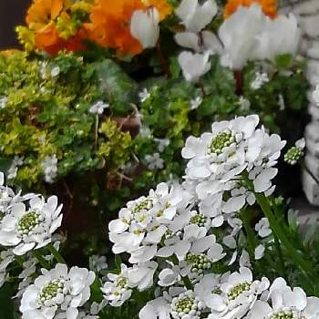 イベリス キャンディタフト の投稿画像一覧 Greensnap グリーンスナップ