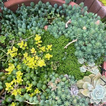 花散らしの雨の投稿画像一覧 Greensnap グリーンスナップ