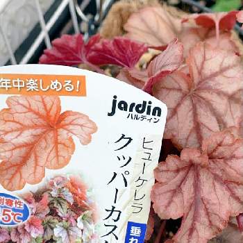 ヒューケラ ハルディンの投稿画像一覧 Greensnap グリーンスナップ ヒューケラ ハルディンの投稿画像一覧 Greensnap グリーンスナップ