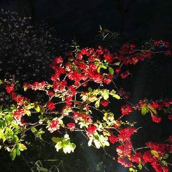 木瓜の花の画像 by HIMIKOさん | お出かけ先と木瓜の花