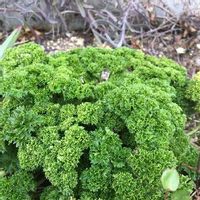 パセリの育て方 地植えやプランターでの栽培方法は Greensnap グリーンスナップ