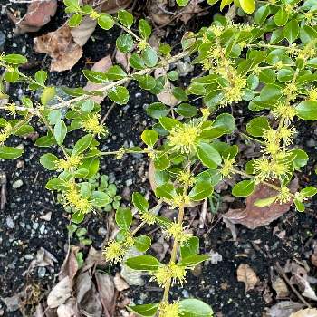 ツゲの花の投稿画像一覧 Greensnap グリーンスナップ