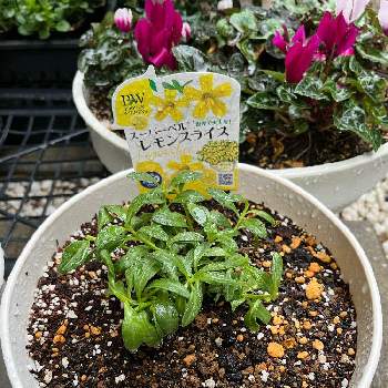 スーパーベル レモンスライスの投稿画像一覧 Greensnap グリーンスナップ