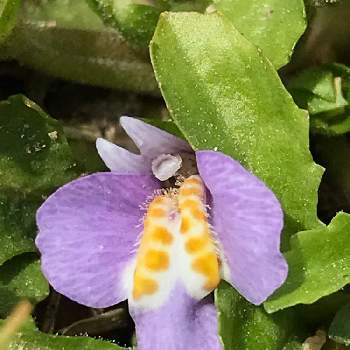 不思議な花の投稿画像一覧 Greensnap グリーンスナップ