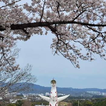 万博記念公園の画像 by ミケさん | お出かけ先とさくら サクラ 桜と万博記念公園と桜フォトコン2022