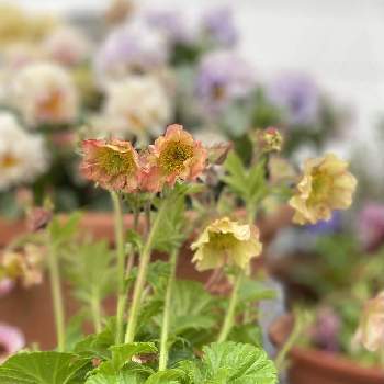 ゲウム の投稿画像一覧 Greensnap グリーンスナップ