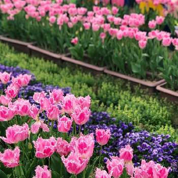 冬の花の画像 by みずたまさん | お出かけ先とビオラとチューリップとチューリップハウステンボスとふわふわと春のお花とアンティークと公園と冬の花とハウステンボスとピンクのお花と鉢植えともりもりとガーデニングと『秋植え球根2022』フォトコンテストと地植えとフリル咲と紫のお花