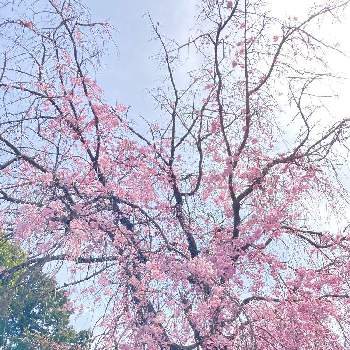 八重枝垂れ桜の画像 by seimeiさん | 八重枝垂れ桜と樹木と通勤途中と桜フォトコン2022と癒しの花とお花見散歩