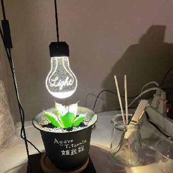 植物栽培ライト ルーチェの投稿画像一覧 Greensnap グリーンスナップ