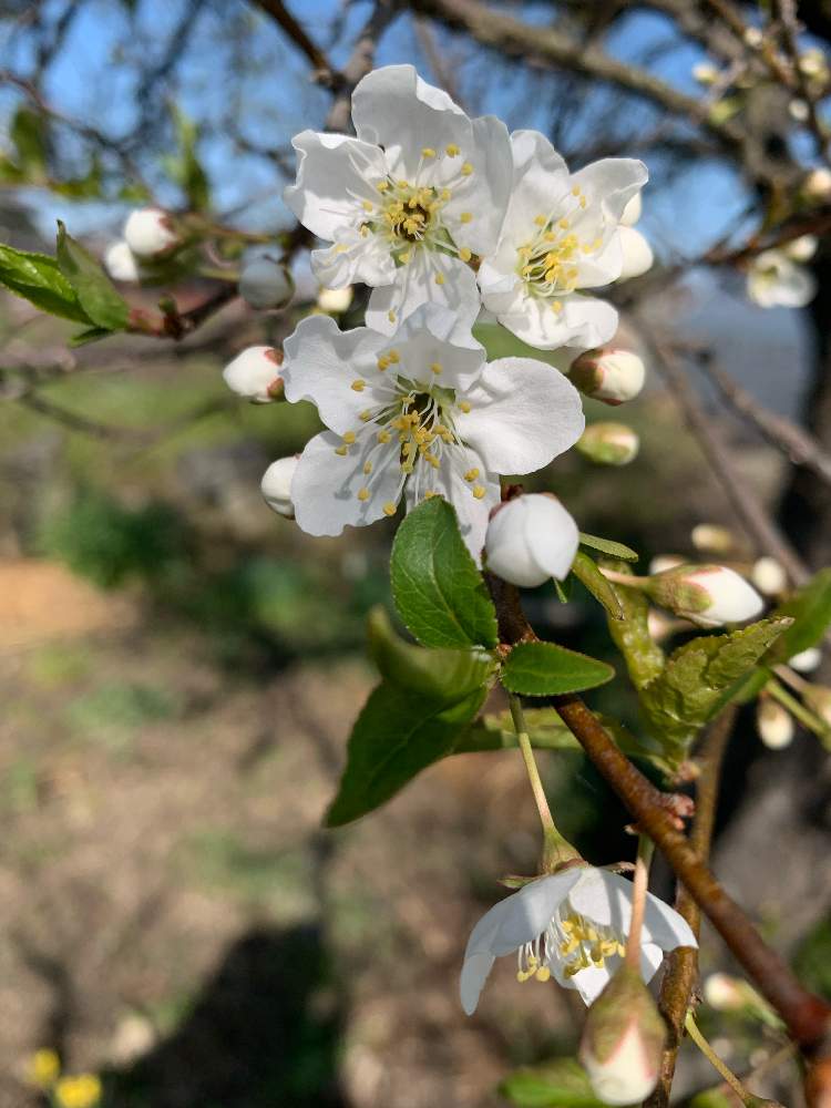 すももの花の投稿画像 By みいたさん プラム 花とプラムと李 すもも と花のある暮らしとおうち園芸と花のある暮らしとおうち園芸 22月4月4日 Greensnap グリーンスナップ Greensnap グリーンスナップ すももの花の投稿画像 By みいたさん プラム 花とプラムと李 すもも と花のある暮らしとおうち園芸と花のある暮らしとおうち園芸 22月4月4日 Greensnap グリーンスナップ Greensnap グリーンスナップ