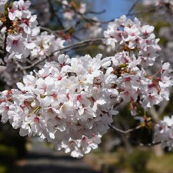 春が待ち遠しいの画像 by sony1さん | お出かけ先と桜 さくらと花いろいろと春が待ち遠しいとさくらと公園の春