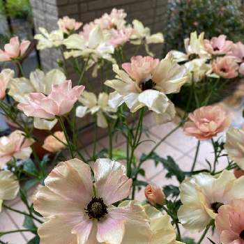 憧れの花の画像 by ababさん | 小さな庭と植物のある暮らしと春の色とおうち園芸とラナンキュラス・ラックスと憧れの花と鉢植えと花のある暮らしとラナンキュラス会