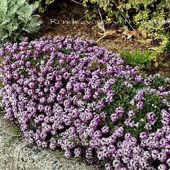 スィート アリッサムの画像 by ハナコさん | お出かけ先とスィート アリッサムと紫のお花と神戸三宮スポンサー花壇
