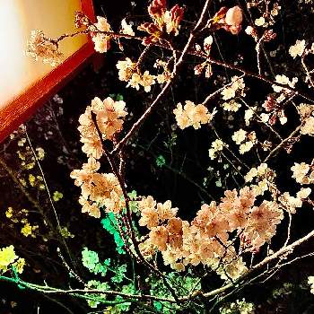 ソメイヨシノ❀の画像 by 柊さん | お出かけ先と花木と桜フォトコン2022と夜桜とソメイヨシノ❀とさくらと夜桜散策と春を楽しむ